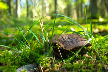 Wild mushroom in forest on grass close-up photo with very short focus