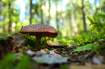 Wild mushroom in forest on grass close-up photo with very short focus