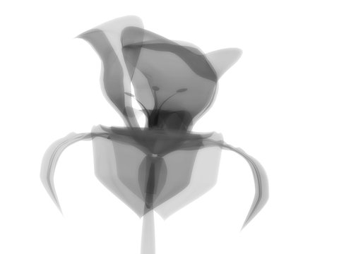 Radiography flower photo, macro on white, x-ray semi transparent, model, art and science, 3D rendering image
