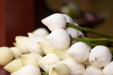 Fototapeta na wymiar White lotus