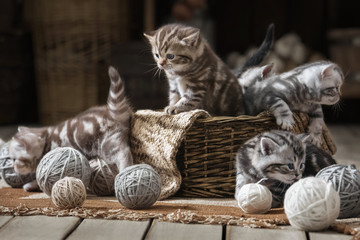 Small striped kitten in the old basket