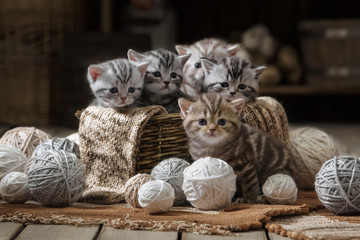 Small striped kitten in the old basket - obrazy, fototapety, plakaty