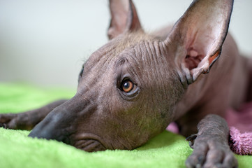 Mexican Hairless dog in the interior