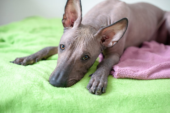 Mexican Hairless dog in the interior