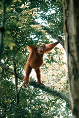 Obraz premium Orangutan in the forest
