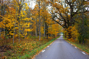 Nature of Sweden in autumn, Autumn fall landscape with empty road