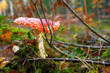 Red poisonous Fly Agaric mushroom in forest, Close-up photo with short focus, Nature of Sweden