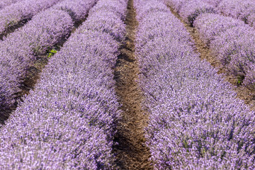 Fototapeta na wymiar Rows of lavender in a garden