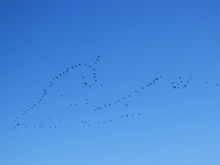flock of birds flying in the blue sky
