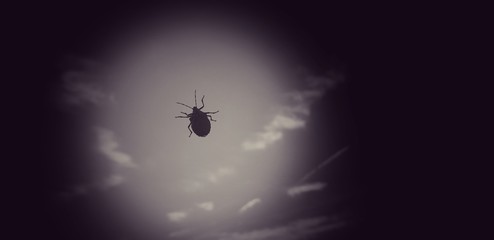 bug