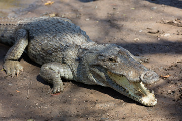 Sacred crocodile, Burkina Faso