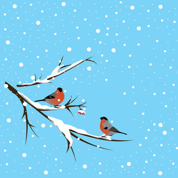 Two bullfinches sitting on a snowy branch of a mountain ash