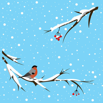 Bullfinch sitting on a snowy branch of a mountain ash