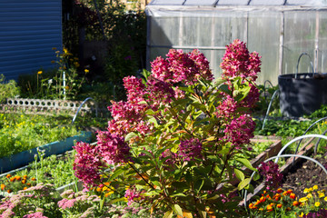 panicle Hydrangea opuloides Pinky Winky in the fall at the summer cottage.