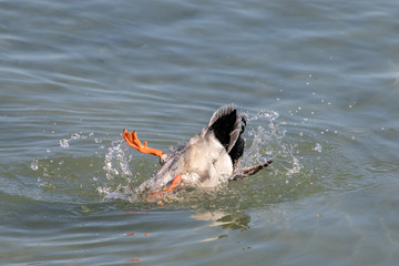 Stockenten am Bodensee bei der Morgenwäsche