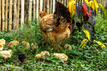 Mother hen feeding in the grass surrounded by her chicks