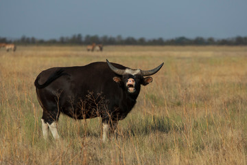 Massive wild black buffalo gaur with long horns cautionary moos standing in a dry field