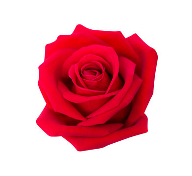 Red rose isolated on white background, clipping path and - soft focus