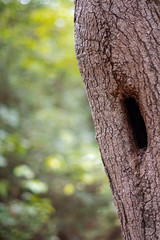 Woodland tree with hollowed trunk and lush foliage background ~INTO THE FOREST~