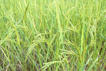 Fresh rice in rice fields