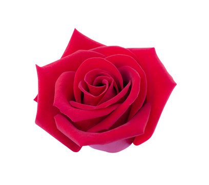 Red rose isolated on white background, clipping path and - soft focus