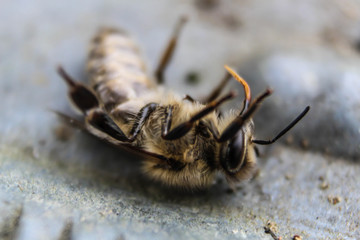 Bienen in Niederösterreich vor deren Bienenstock