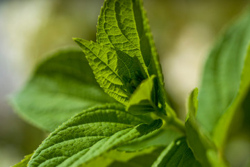 green leaf on the sun