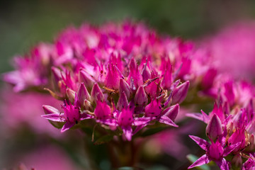 pink flower in garden