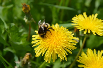 Big bee chews sitting astride a dandelion in summer