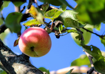 apples on a branch