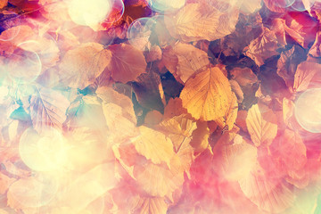 autumn leaves rays of sun background / sunny autumn day background, beautiful autumn leaves in sunlight