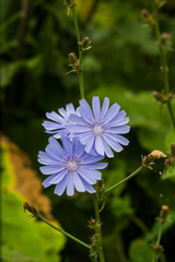 knapweed in the grass