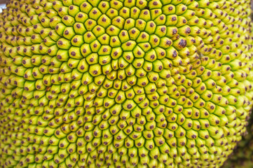 Texture Jackfruitclose up shell jackfruit