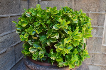 Green plant at the pot near some gray wall