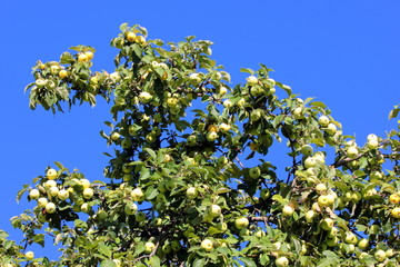 green apples on the tree