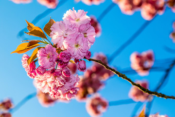 Mandelblüte