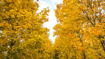 Fallen leaves on road in the forest, autumn landscape, nature trail, river in the park