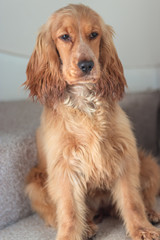 Beautiful Cute Golden Brown Cocker Spaniel Dog Puppy