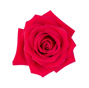 Red rose isolated on white background, clipping path and - soft focus