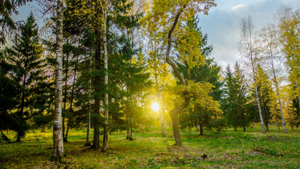 Fototapeta premium Fallen leaves on road in the forest, autumn landscape, nature trail, river in the park
