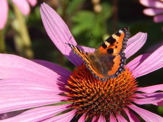 Butterfly on Echinacea