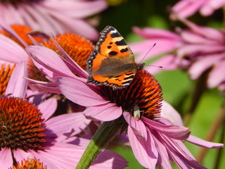 Butterfly on Echinacea