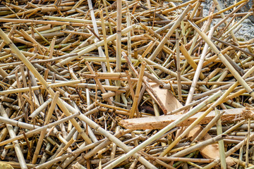 alluvial broken reed