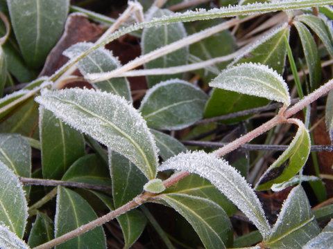 Frost on the leaves