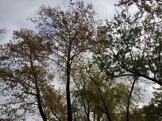 autumn trees on overcast day