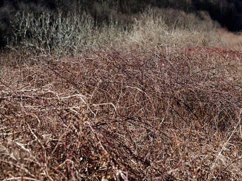 Dry branches of bush in sunlight