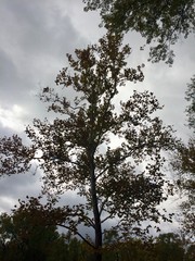autumn trees on cloudy day