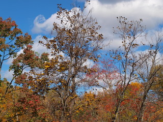 Scenic Landscape and Catalpa Beans Visable