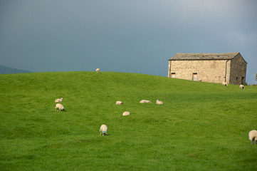 Sheep and Field Barn