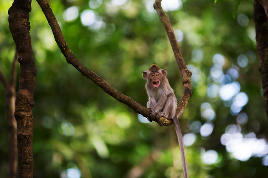 a young mongkey long tailed macaques sitting on tree tendril bokeh background